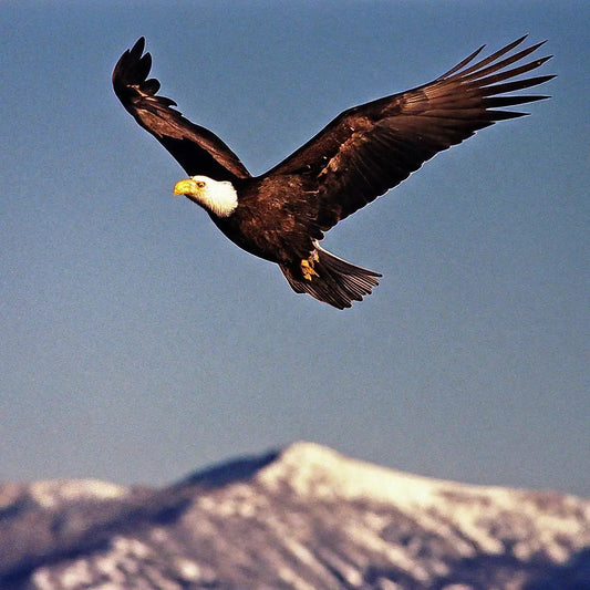 The Power of Eagle-Themed Inspirational Office Decor in Boosting Productivity - Xerxes Eagles